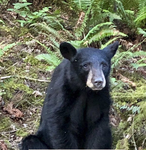 Classic Age Vitalist's Newsletter