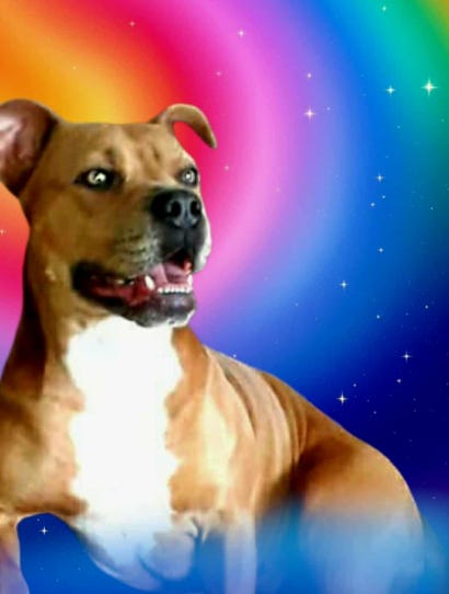 💛"Mad-Man's Best Friend"