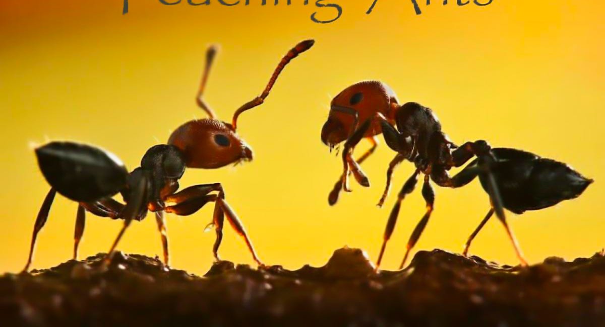 Teaching Ants