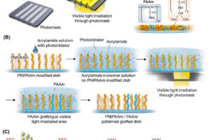 Fig. 1. Schematic of (A) patterned cell culture substrate preparation via photopolymerized acrylamide on thermo-responsive plastic, (B) selective surface patterning with acrylamide, and (C) aligned cell sheets formed on patterned surfaces.