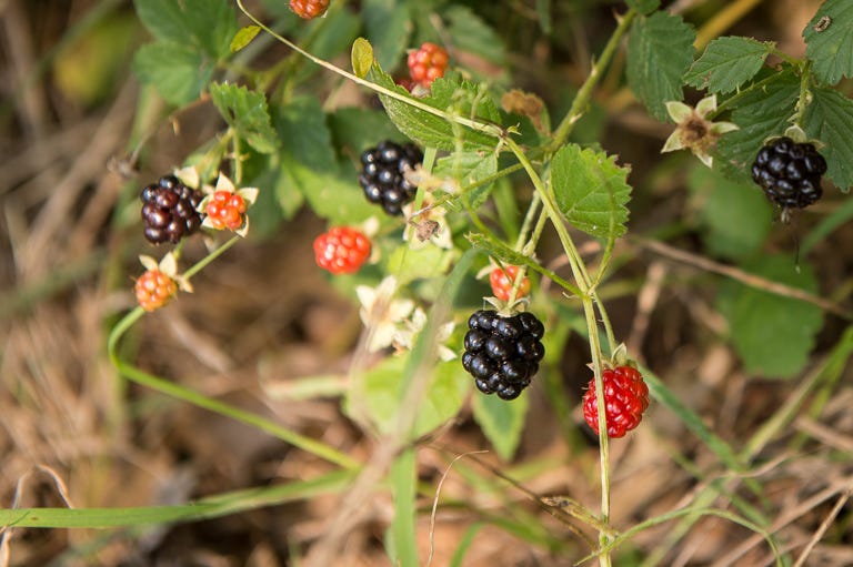 Easy Foraging: Local Dewberries - My Table