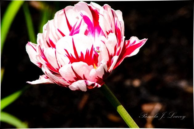 This image has an empty alt attribute; its file name is DSC_0278-630x420.jpg