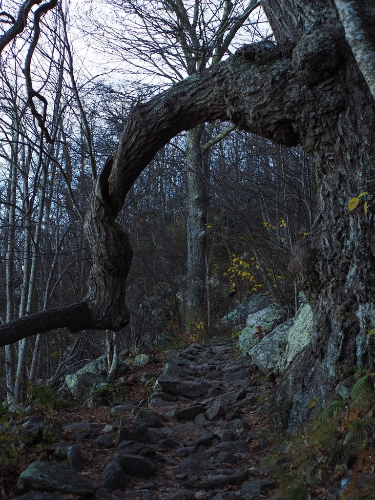 Enjoying daffodils and tulips in Ontario garden, image size:768x1024