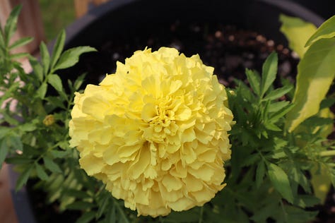 L-R Plantain Lilies, bicolored petunias, pale yellow marigold
