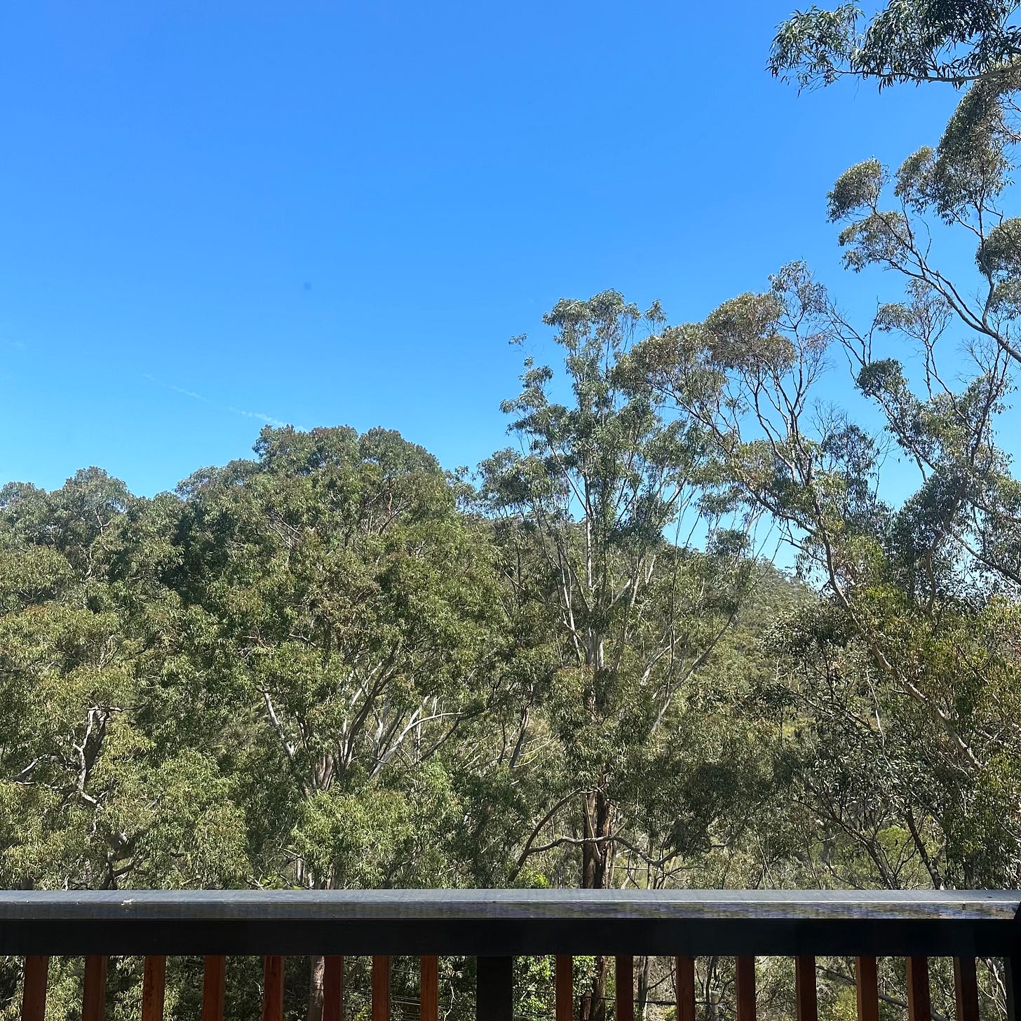 The Australian bush as seen from Ashley Lowe's kitchen window