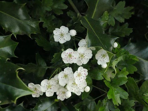 Soft hawthorn and holly blossoms bloom side by side in delicate shades of pink and white, their thorned branches and tender petals reflecting the quiet balance between protection and openness. Photos by Bridget Austin.