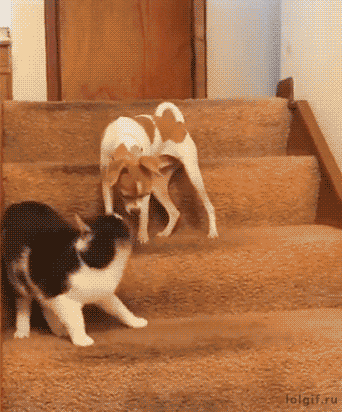 Amazing Creatures: Funny animal gifs - part 280 (10 gifs)