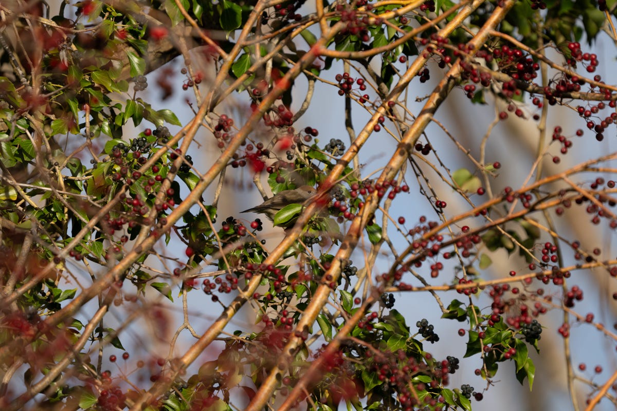 A small brown-capped bird peers out from a hawthorn berry bush A small brown-capped bird peers out from a hawthorn berry bush
