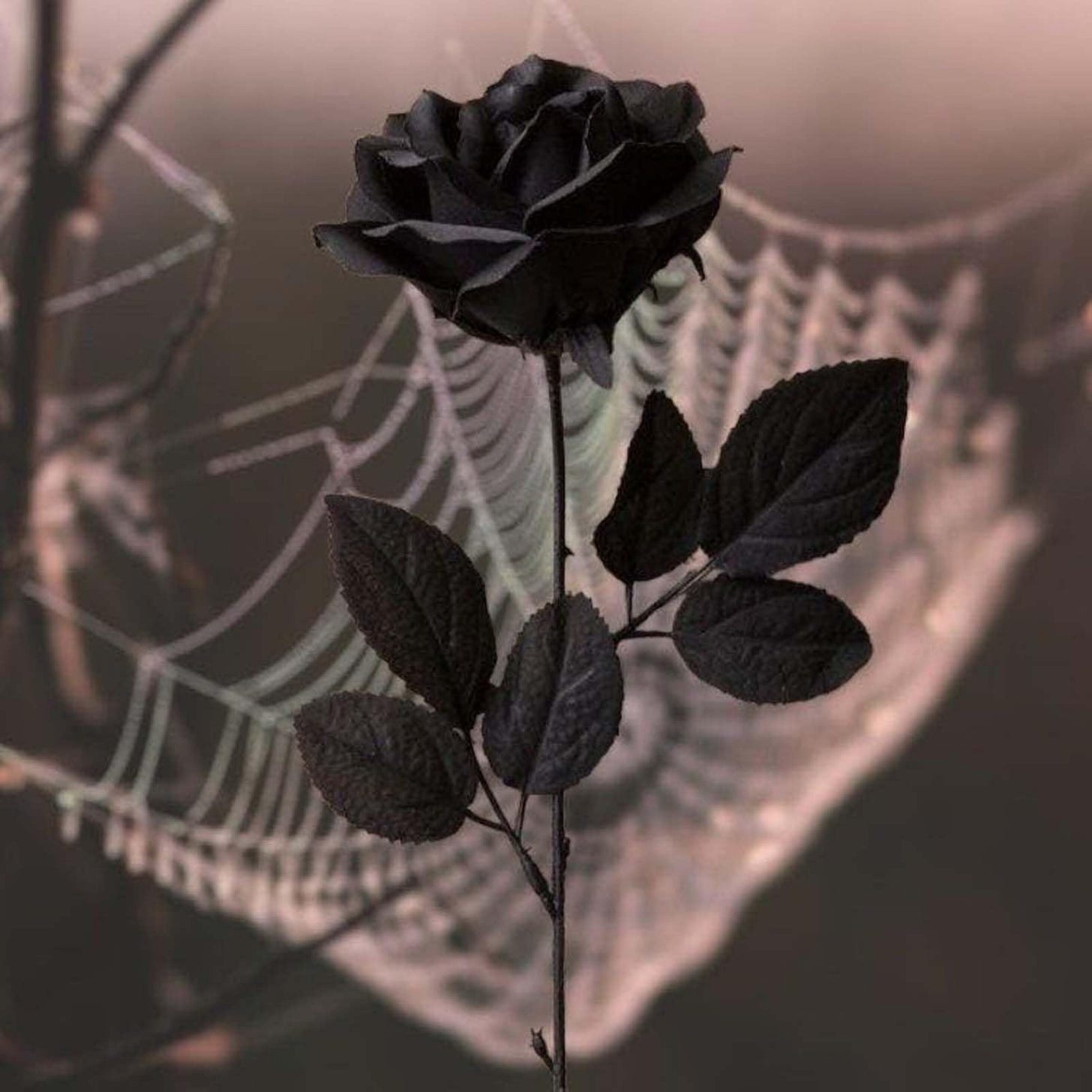 Amazon.com: Laelfe 12 PCS Artificial Flowers Black Roses, Fake Silk Flower Long Stem Artificial Black Rose for Halloween Home Wedding Party ... Amazon.com: Laelfe 12 PCS Artificial Flowers Black Roses, Fake Silk Flower Long Stem Artificial Black Rose for Halloween Home Wedding Party ...