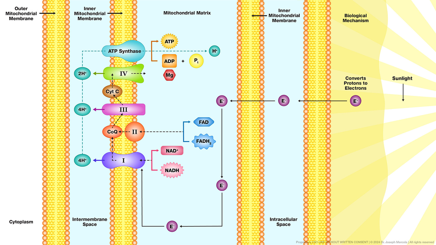 cellular energy illustration