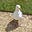 jcbird's avatar