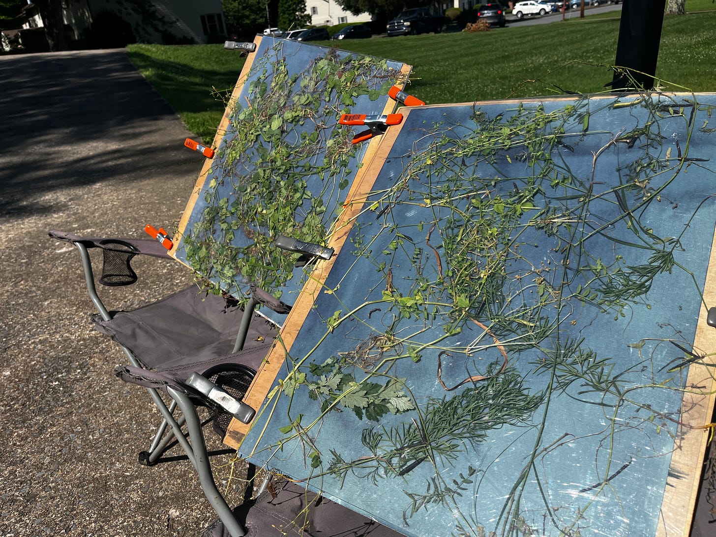 Cyanotype prints sitting on folding chairs facing the sun.
