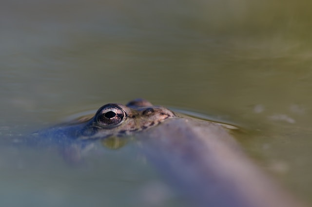 https://unsplash.com/photos/brown-frog-on-body-of-water-1YWnZYP1aJk