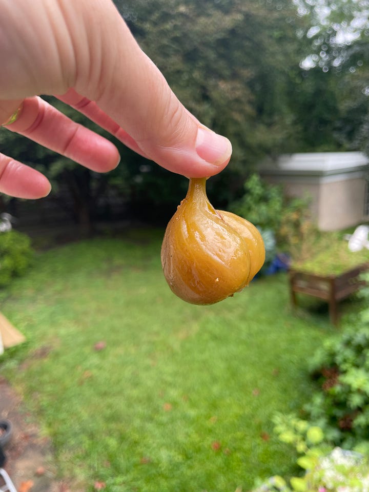 Figs are cooked until translucent or candied, then jarred