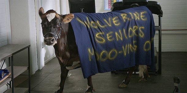 Walker cow with SPirit Week Wolverine seniors Walker cow with SPirit Week Wolverine seniors