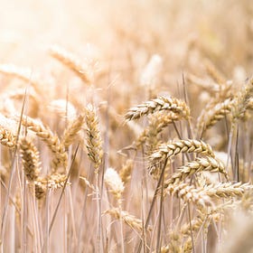Do You Really Need a Gluten-Free Diet for These Autoimmune Conditions?
