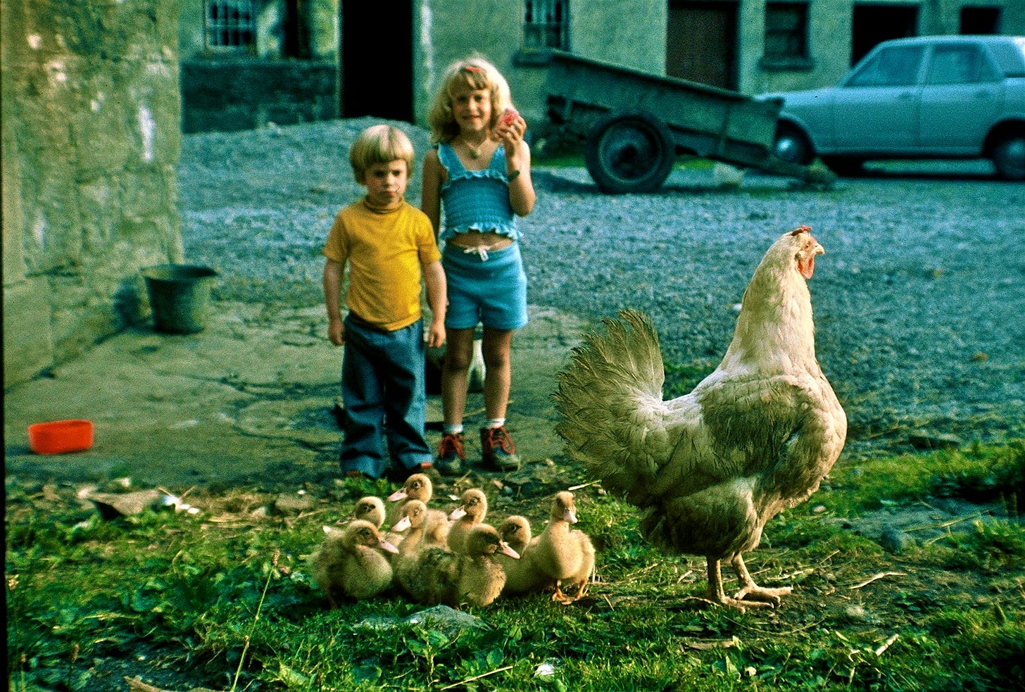 ducklings chicken hen