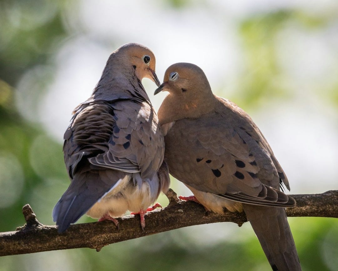 a couple of birds sitting on top of a tree branch