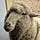 Idlewild Farm & Fiber