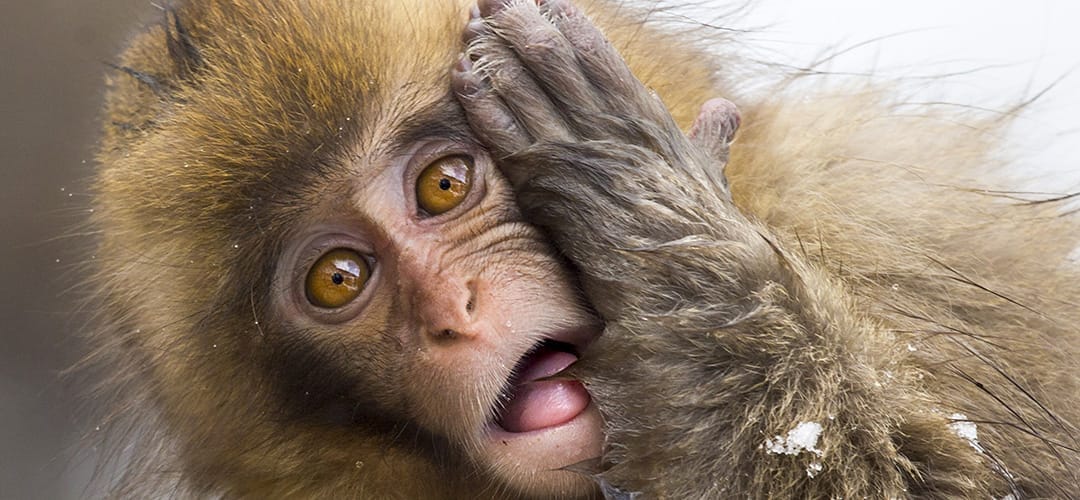 Header Monkey Pox