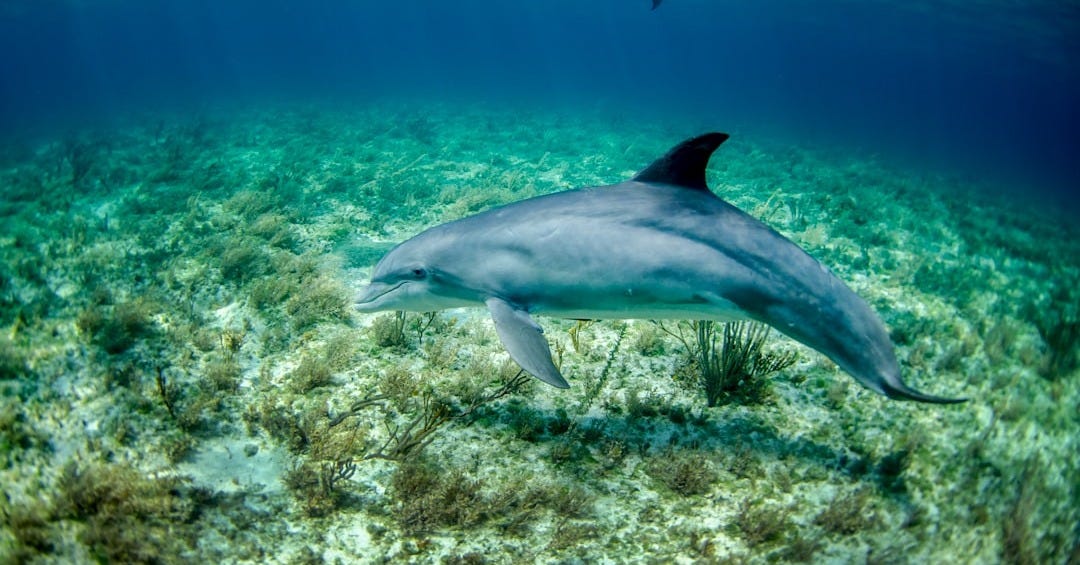 dolphin in body of water