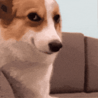 Dog Smile GIF Dog Smile GIF