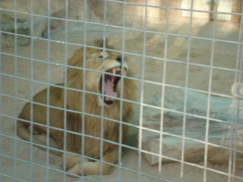 Lion Lion