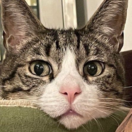 A gallery of four close up pictures of Ziggy from other pictures in the post.