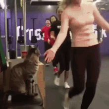 a cat is sitting on a table in a gym while a woman runs a cat is sitting on a table in a gym while a woman runs