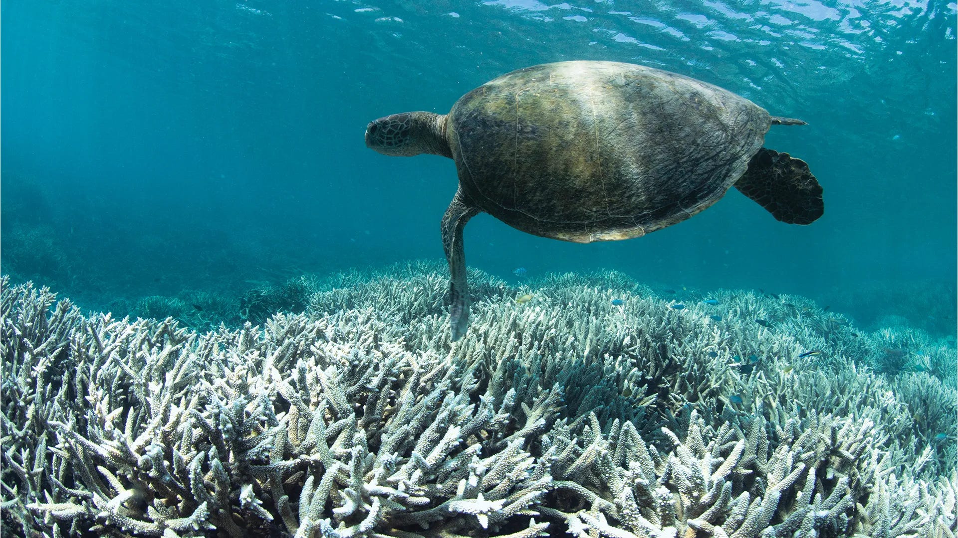 A sea turtle swims over the bleached Great Barrier Reef.