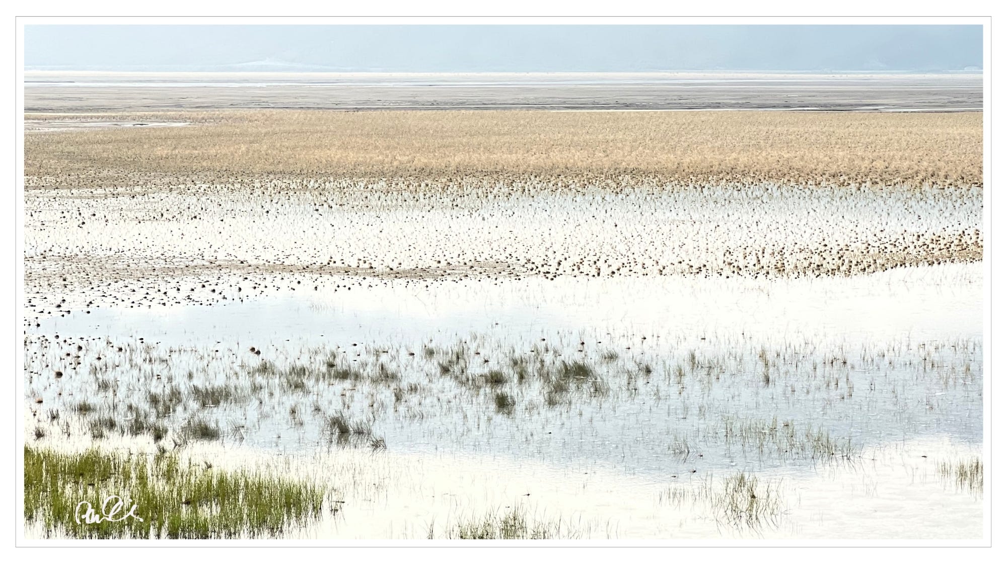 Early morning, sunlight on marshland, Destruction Bay, YT