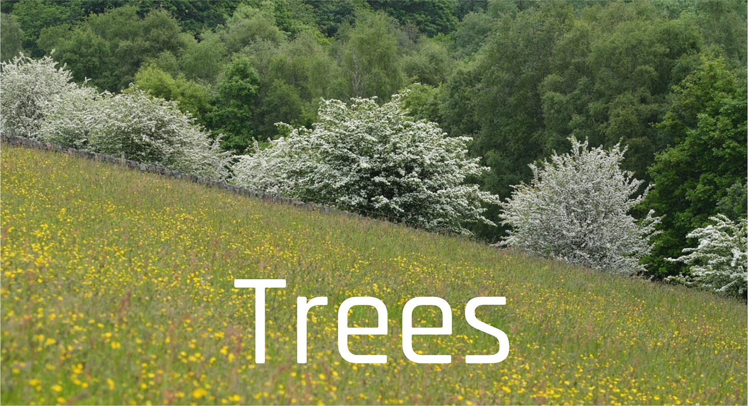 Wild trees native wildflowers