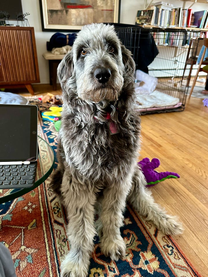 Birdy, a one-year old aussiedoodle strikes a pose.
