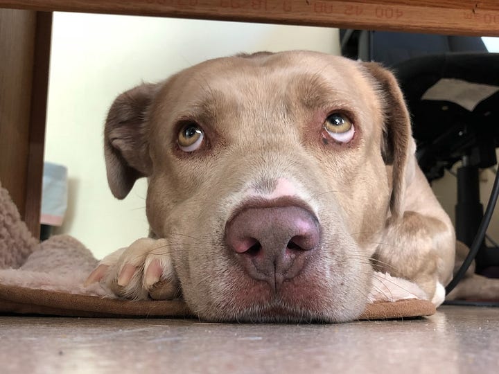 sweet pit bull rescue dogs awaiting their forever homes
