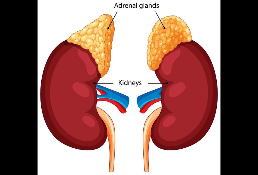 Functions and Types of Adrenal Glands