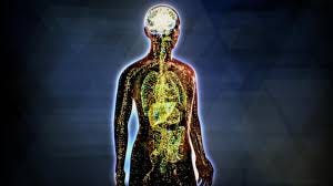 NOVA | What is the Endocannabinoid ... NOVA | What is the Endocannabinoid ...