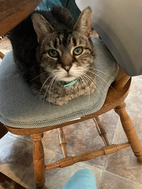A Cat Named Jazzy