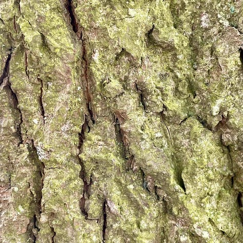 Linden tree