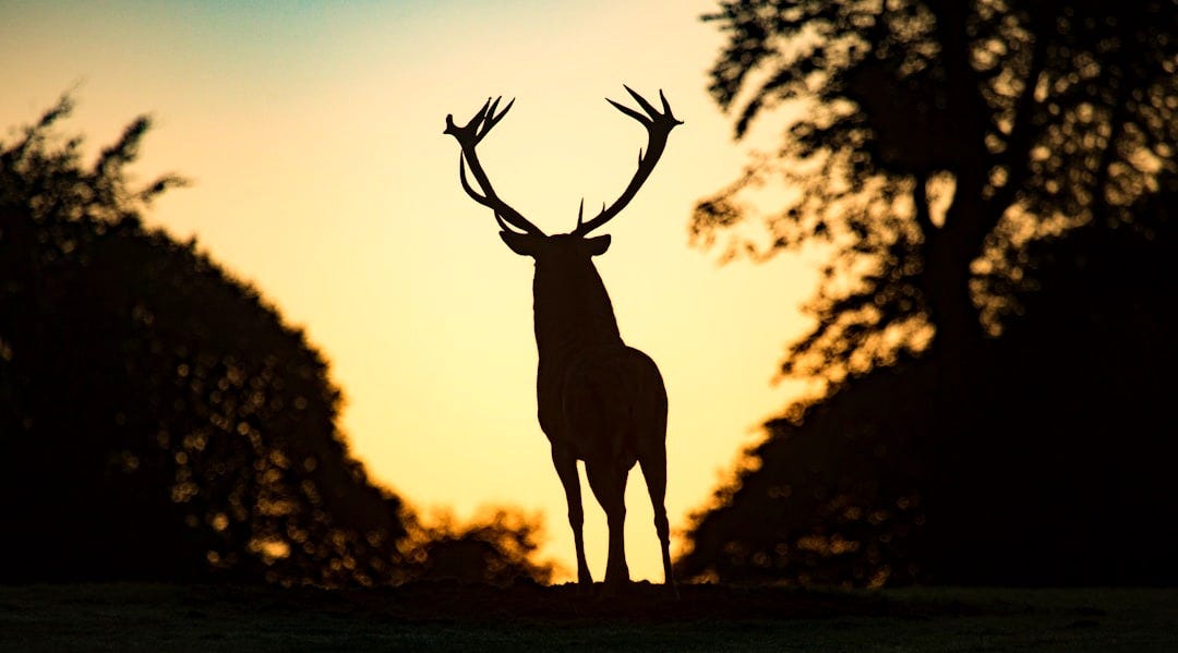 silhouette of deer standing on field during sunset silhouette of deer standing on field during sunset