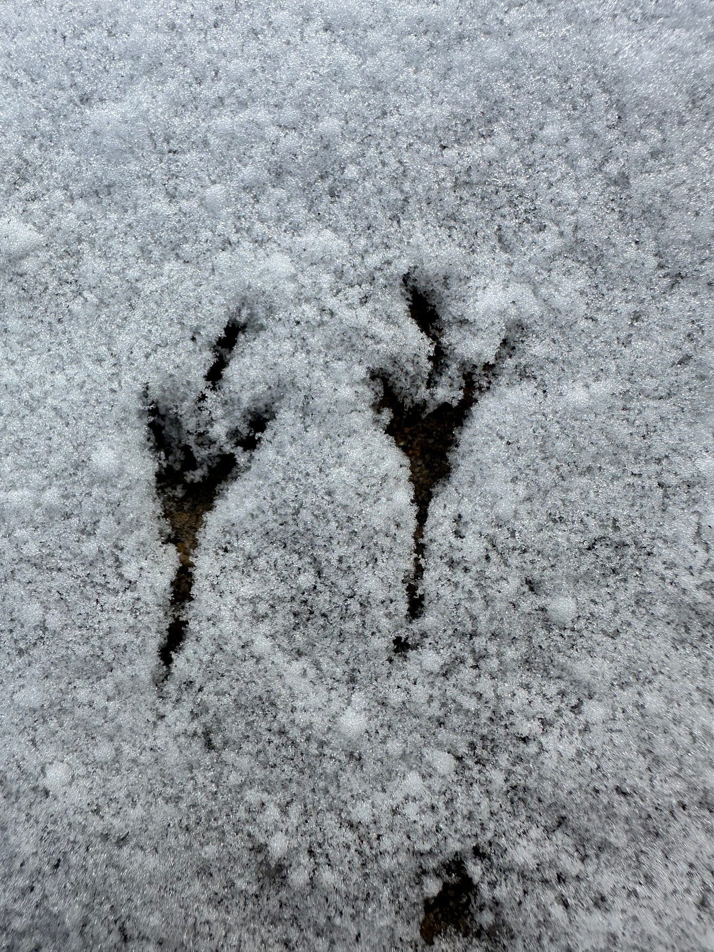 bird footsteps on snow