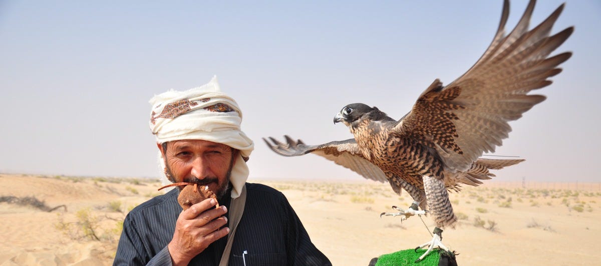Man with falcon on his arm, its wings extended Man with falcon on his arm, its wings extended