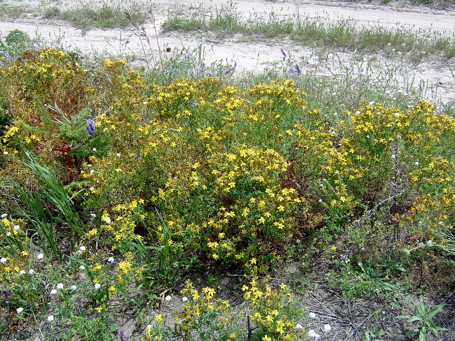 Common St. Johnswort – Hypericum perforatum - Plant & Pest Diagnostics