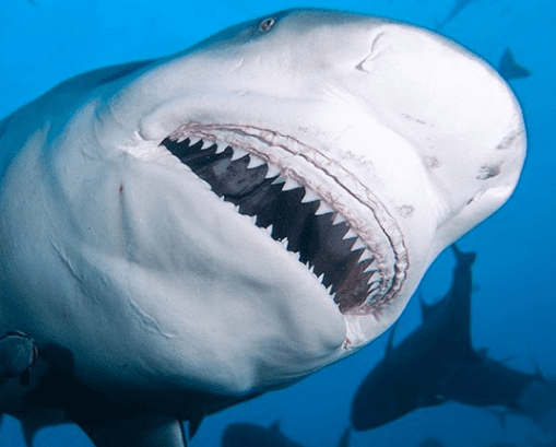 What Is The Fascination With Bull Sharks?