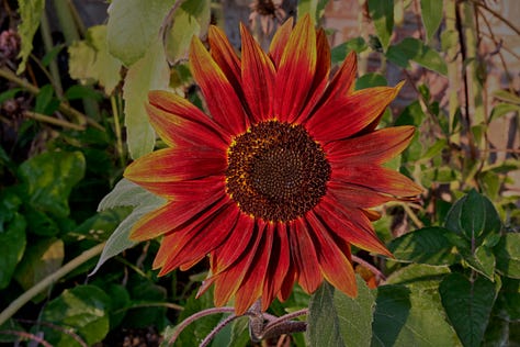 sunflowers of various colors