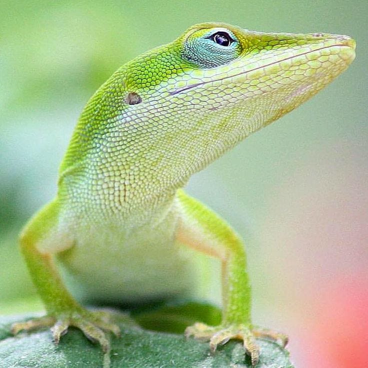 Pin by ELSA HINOJOSA on Para pintar | Cute reptiles, Cute little animals, Anole Pin by ELSA HINOJOSA on Para pintar | Cute reptiles, Cute little animals, Anole