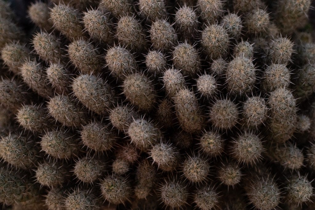 dry, desert, cactus