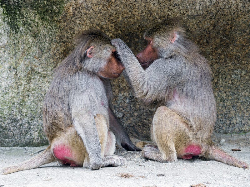 Two baboons grooming Two baboons grooming
