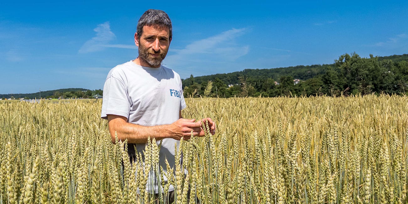 DOK-Versuch: Bio, Demeter und konventionelle Landwirtschaft im Langzeit-Test