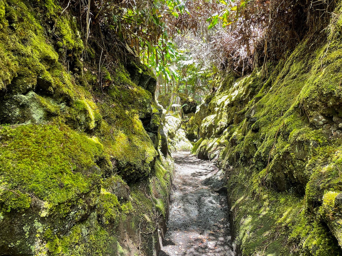 Lush vegetation on the Halema'uma'u Trail