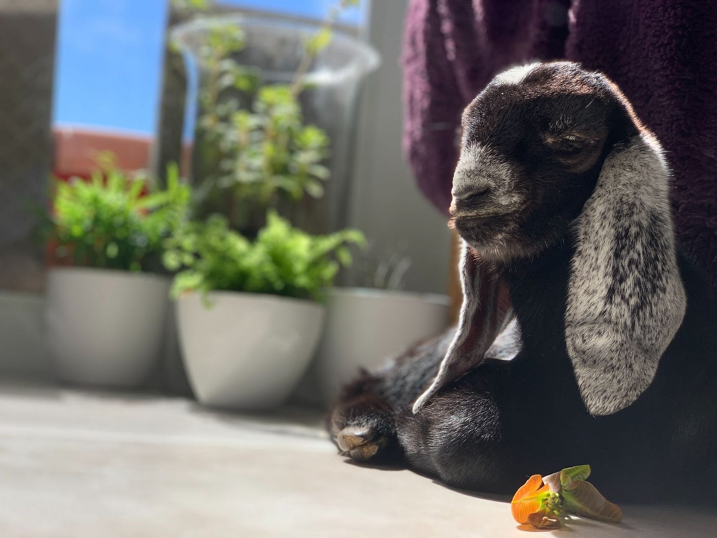 Bisous, the baby goat Bisous, the baby goat